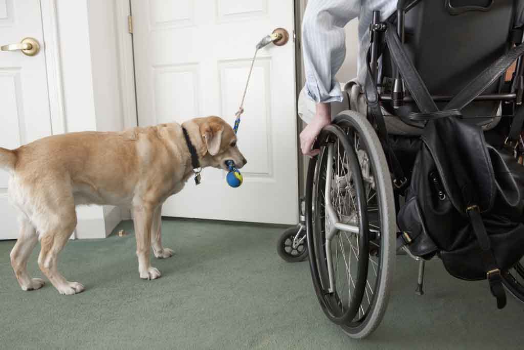 IL district appeals ruling that allows service dog