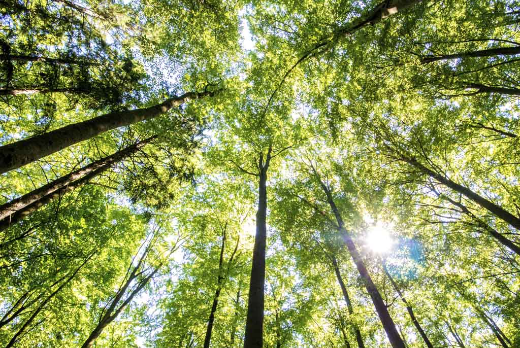 Measuring photosynthesis on a global scale