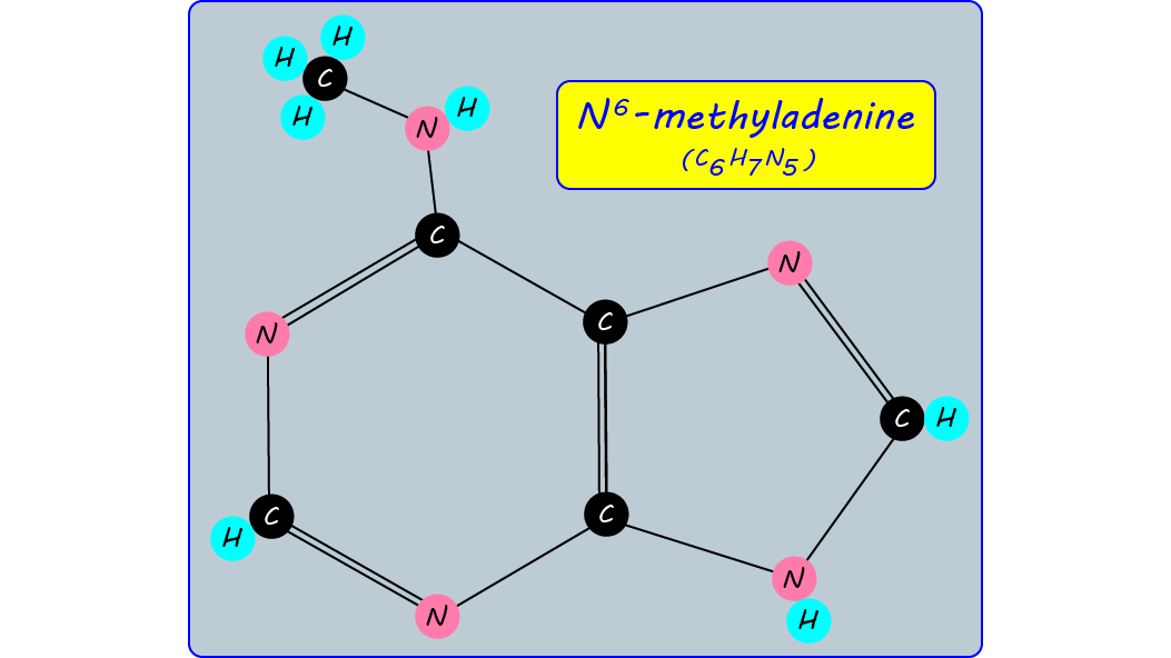 6th base found in eukaryotic DNA