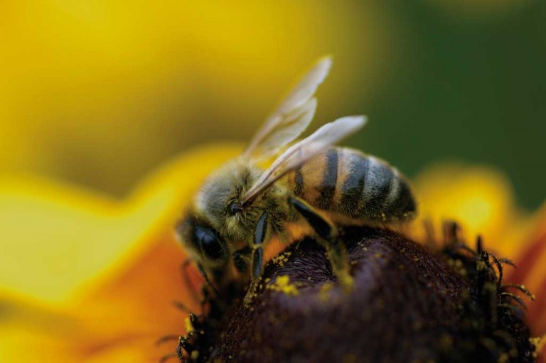 The best bees keep expertise to themselves