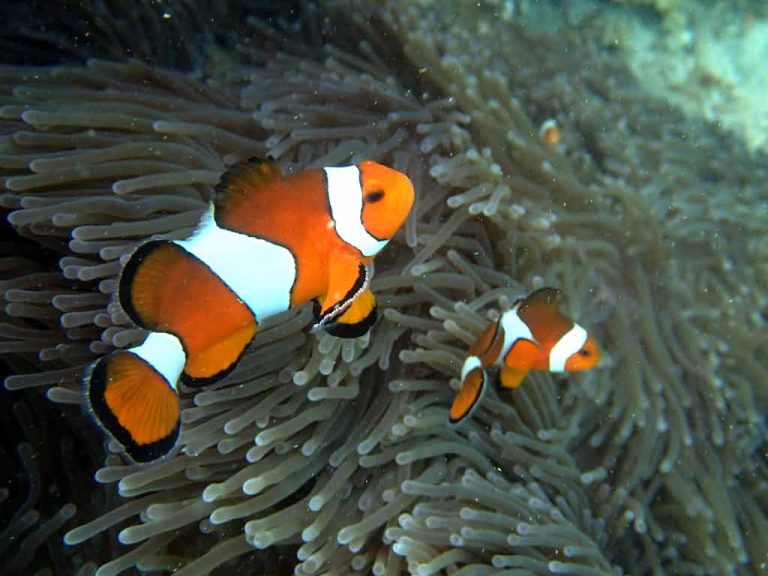 Mutualism becomes competition in a food web