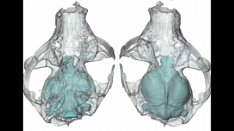 How did primates’ brains get so big?