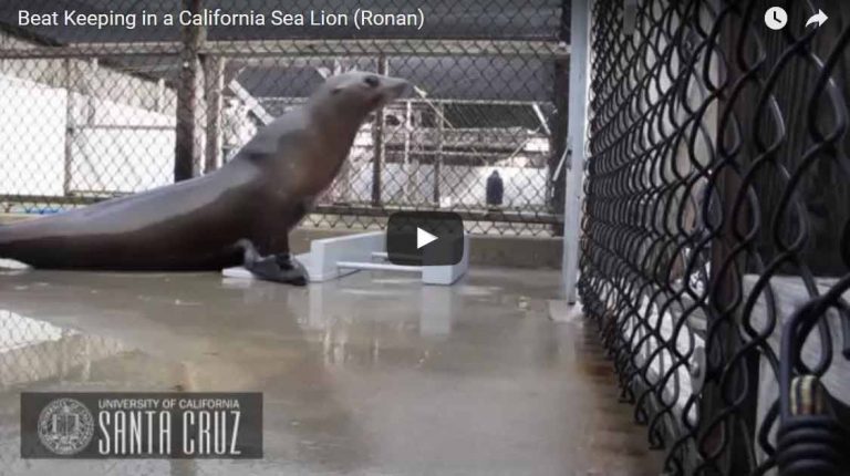 Apparently, sea lions can also keep the beat