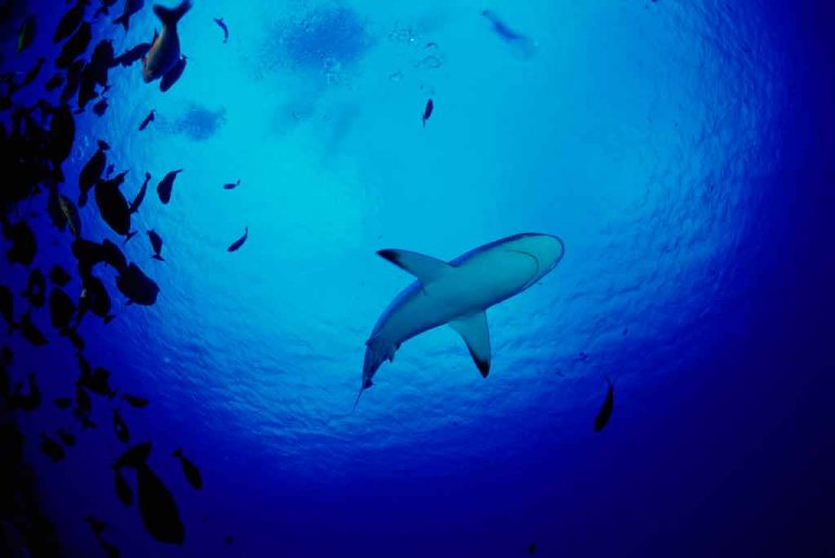 Background music affects attitudes toward sharks