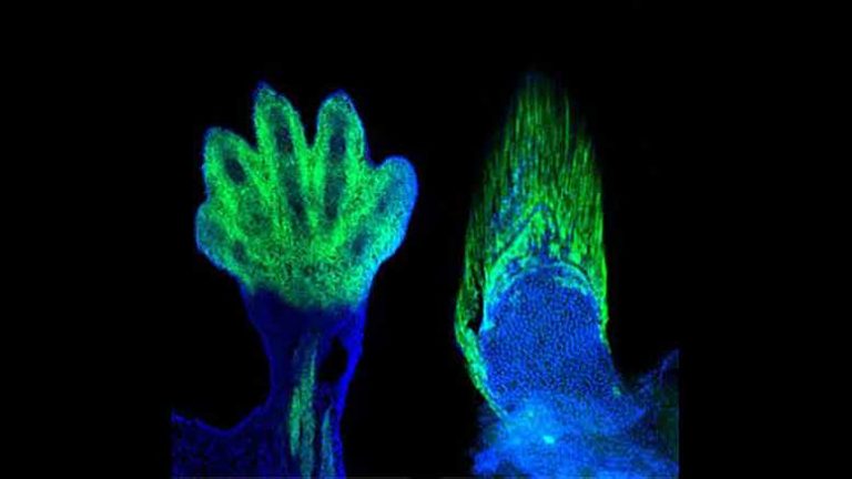 How fish fins evolved to become fingers