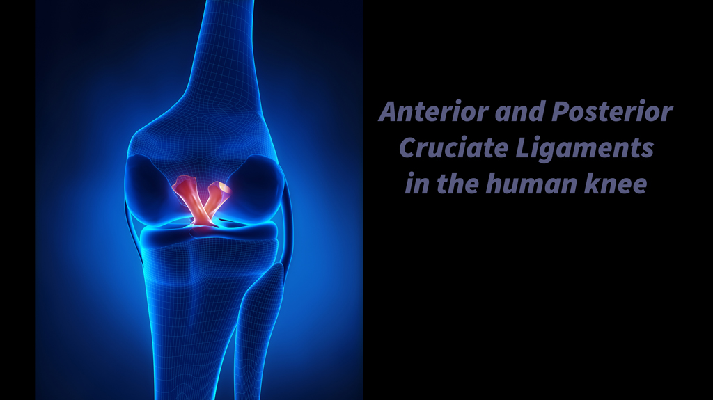 Females more likely to sustain ACL injury