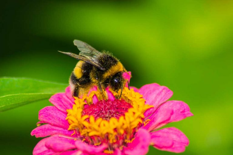 Bumblebees show a sugar rush with sweet nectar