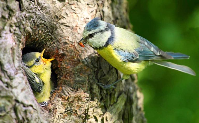 Sibling rivalry seen in some birds