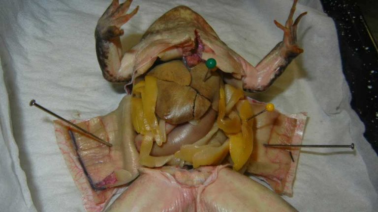 Md. bill would allow animal dissection opt-out