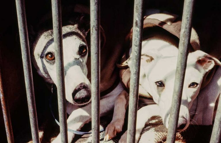 Puppy mills don’t produce the best pets