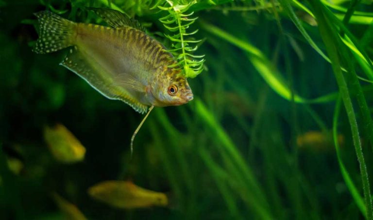 In classrooms, fish hook students … on science