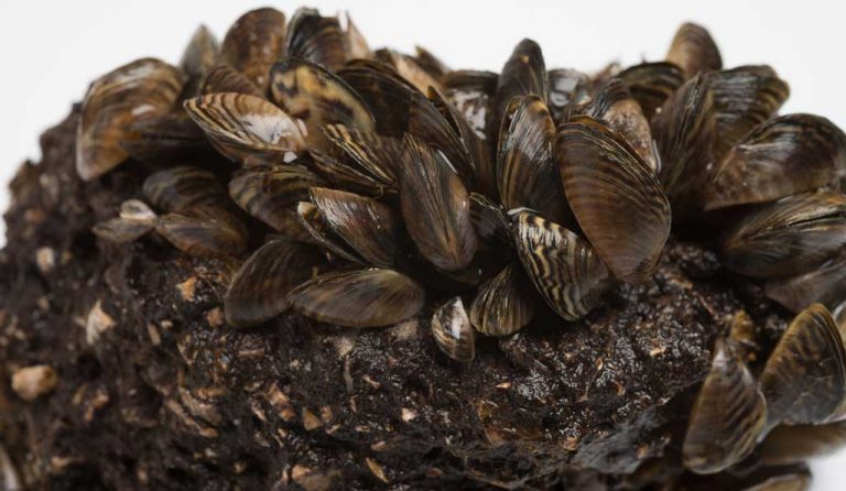 Global trade brings many invasive species