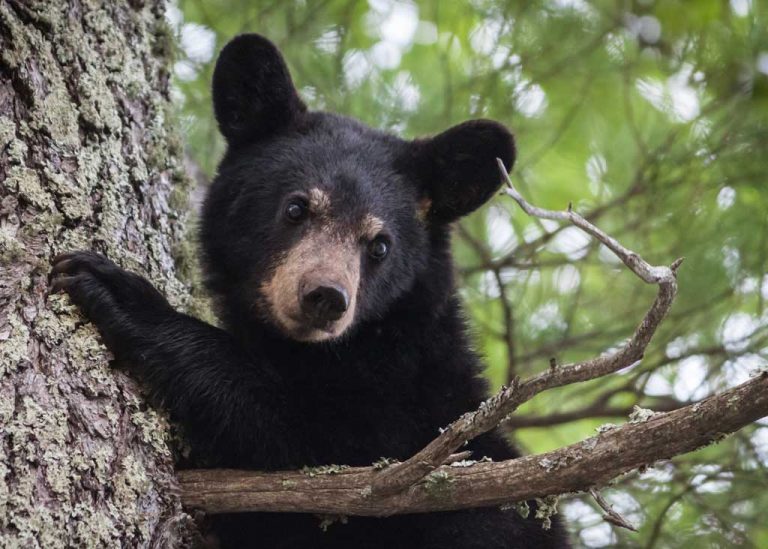 Education and the American black bear