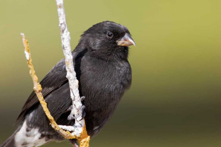 On Charles Darwin’s 208th birthday