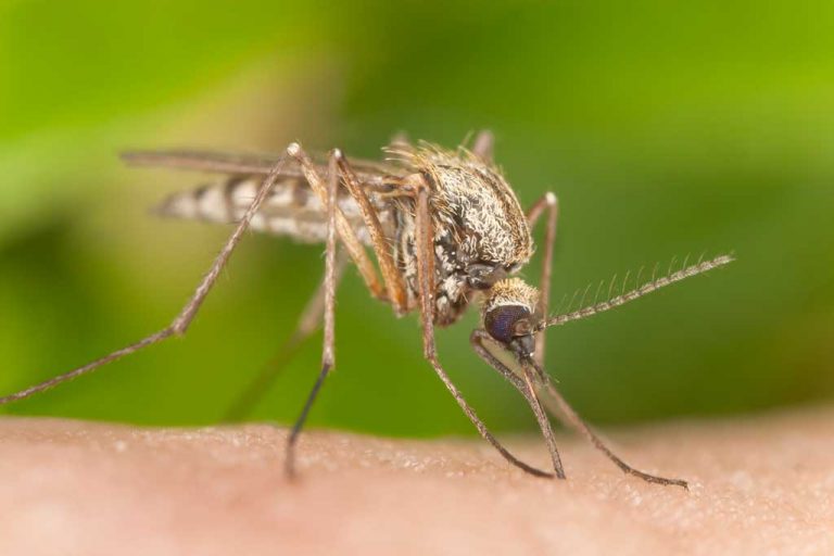 Spray-on repellents are best against mosquitoes