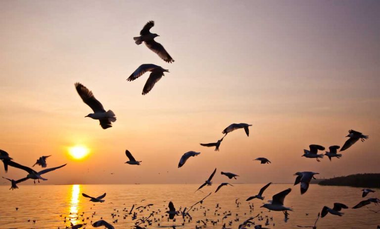 Birds linked to reduction in stress, depression