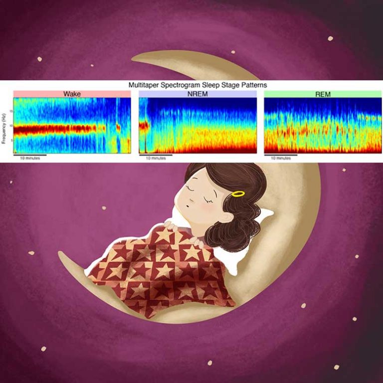 Sleeping, our brains make beautiful waves