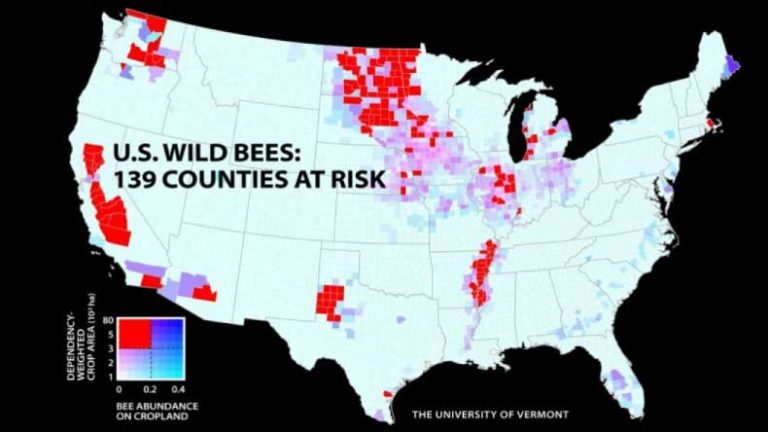 IL among areas where bee decline hurts crops