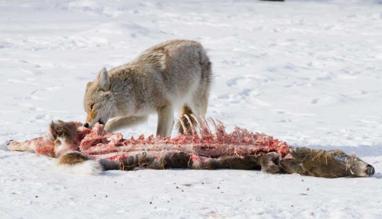 To manage an ecosystem, look at predators & prey