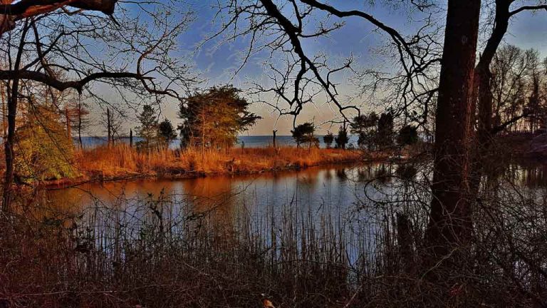 Pollution in the Chesapeake Bay is 200 years old
