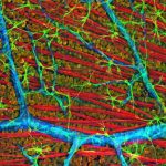 Confocal micrograph of mouse retina depicting optic fiber layer. Image courtesy of National Center for Microscopy and Imaging Research, UC San Diego.