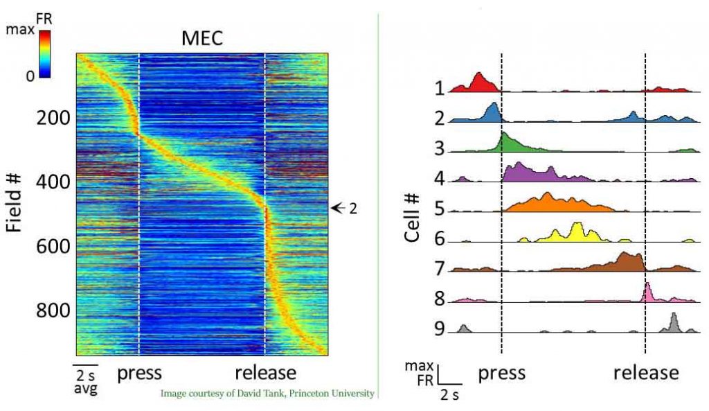 Researchers at Princeton found that brain cells known to be involved in making maps of the external environment, collectively known as the brain's "GPS," are also active in representing other tasks involved in memory and cognition. The researchers found that the neurons fired in sequence in accordance with the rats' activities as they listened to sounds and pressed levers to get rewards when the tone achieved a predetermined frequency. Above, the left diagram shows the neural activity (orange) in a group of neurons over a period of several seconds as the rats pressed and released the levers in response to the sounds they heard. The diagram on the right shows that individual cells (labeled 1 through 9) fire in sequence to represent the press and release of the lever. (David Tank, Princeton University)