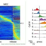 Researchers at Princeton found that brain cells known to be involved in making maps of the external environment, collectively known as the brain's "GPS," are also active in representing other tasks involved in memory and cognition. The researchers found that the neurons fired in sequence in accordance with the rats' activities as they listened to sounds and pressed levers to get rewards when the tone achieved a predetermined frequency. Above, the left diagram shows the neural activity (orange) in a group of neurons over a period of several seconds as the rats pressed and released the levers in response to the sounds they heard. The diagram on the right shows that individual cells (labeled 1 through 9) fire in sequence to represent the press and release of the lever. (David Tank, Princeton University)