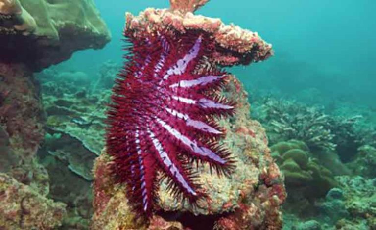 Breakthrough might save the Great Barrier Reef