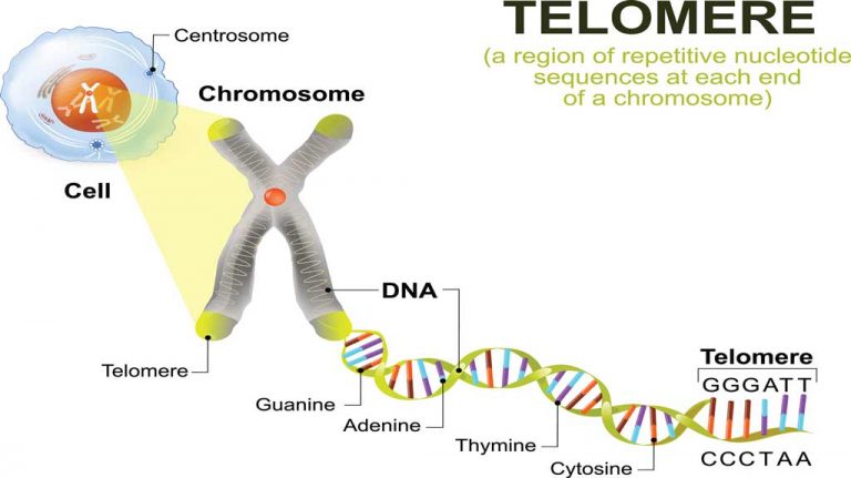 Kids exposed to traffic pollution show DNA damage