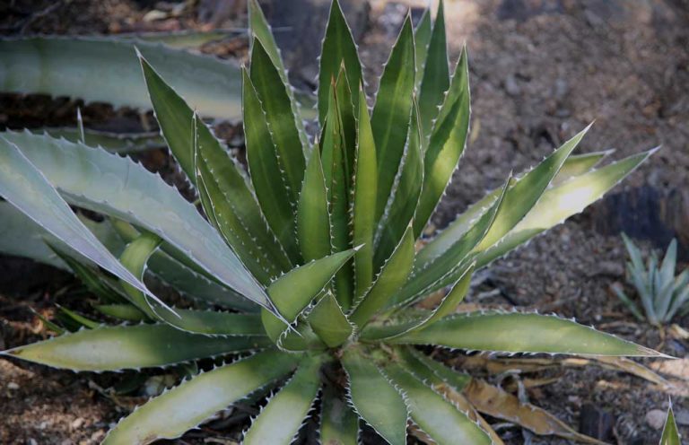 Evolutionary convergence in 2 distant deserts