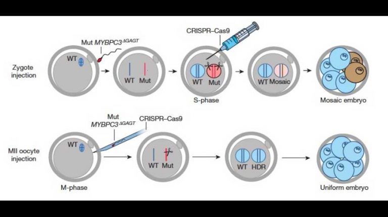 Scientists use CRISPR to edit human embryo genes