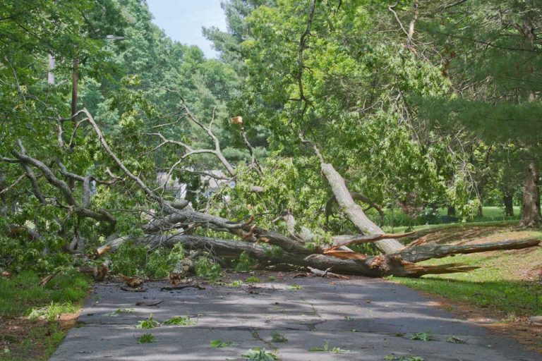 14-y/o Md. girl, hit by tree in storm, dies