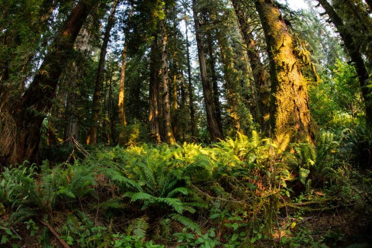 Biodiversity helps ecosystems survive climate change