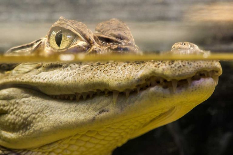 Surfing is fun for troubled kids & hungry crocs