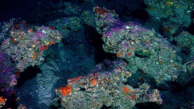 Runoff from Harvey may threaten coral reefs