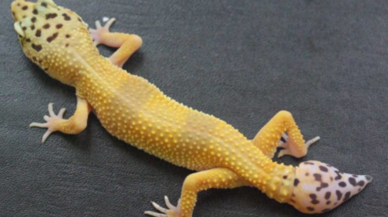 With special stem cells, geckos regenerate a tail