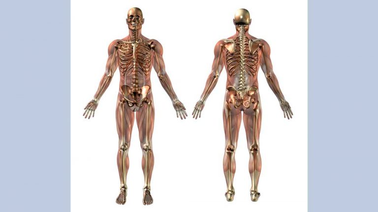 How well do you know your basic anatomy?