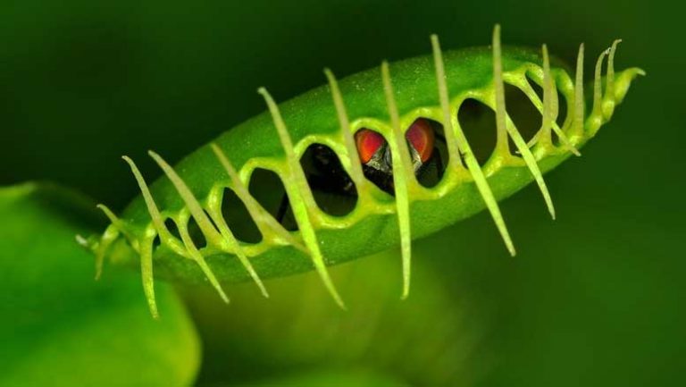 Plants work their terrible will in Aberdeen