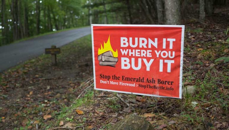 How the emerald ash borer kills trees