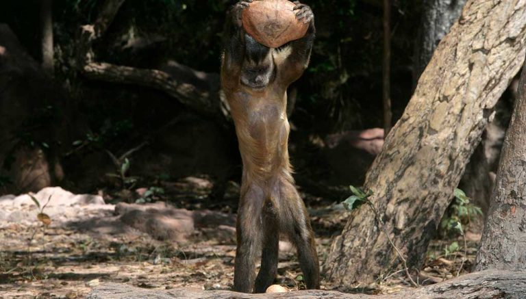 Monkeys beat humans in cognitive flexibility