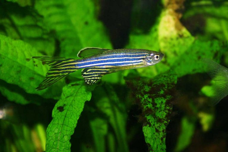 Social distancing affects a fish’s brain