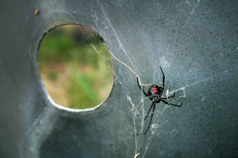Movie review: Black Widow