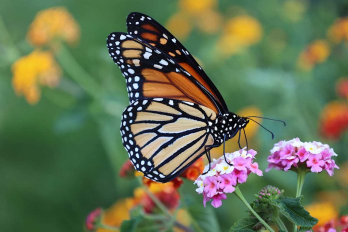monarch-butterfly