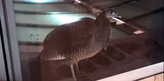 Wild turkey spotted in the vicinity of Niles West