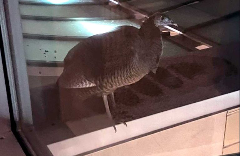Wild turkey spotted in the vicinity of Niles West