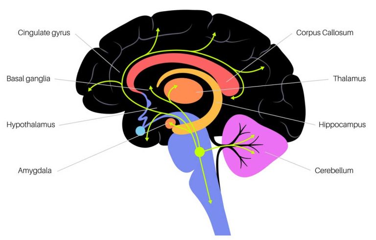Pandemic stress aged teens’ brains