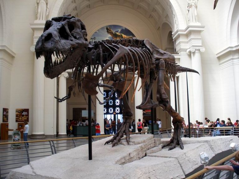 Stegosaurus fossil sold for a record $44.6 million