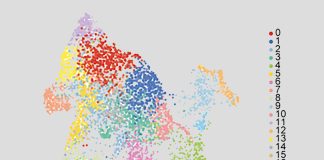 Hopkins scientists grow a mini human brain