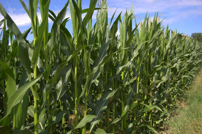 cornfield-1