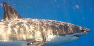 Great whites have a DNA mystery science can’t explain